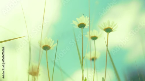 Dreamy, soft focus shot of wild daisies swaying gently in the breeze. The vibrant flowers and a beautiful, blurred background create a serene, vintage, and nostalgic feel.