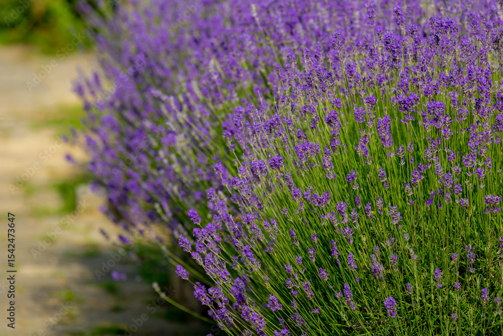 Obraz premium Selective focus a bush of purple blue flowers in the garden with soft sunlight in the afternoon, Lavender is flowering plants in the mint family of Lamiaceae, Natural floral pattern background.