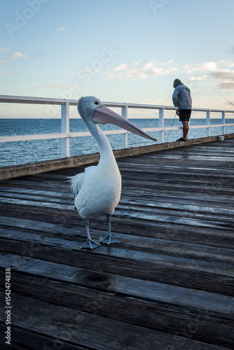 pelican on the pier