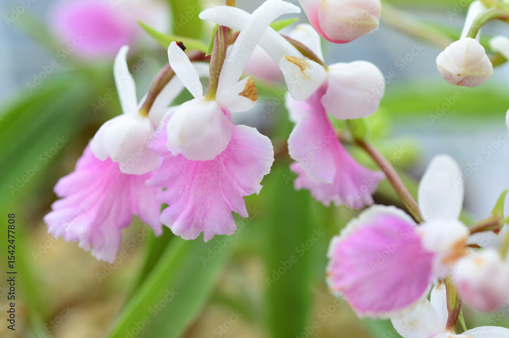 Fototapeta premium ウチョウラン