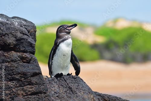 Galápagos Penguin