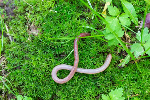 Useful Earthworm in the Nature 