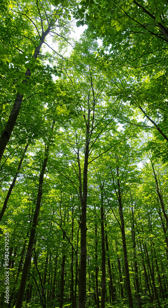 Obraz premium Carbon Sequestration Forest