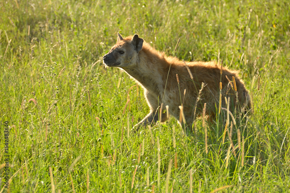 Fototapeta premium Hyena in Golden Hour Light in Serengeti National Park, Tanzania 