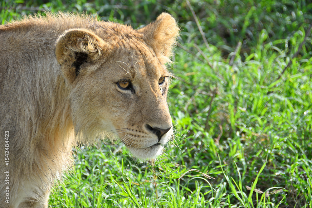 Young Male Lion in Ngorongoro Crater, Tanzania Young Male Lion in Ngorongoro Crater, Tanzania