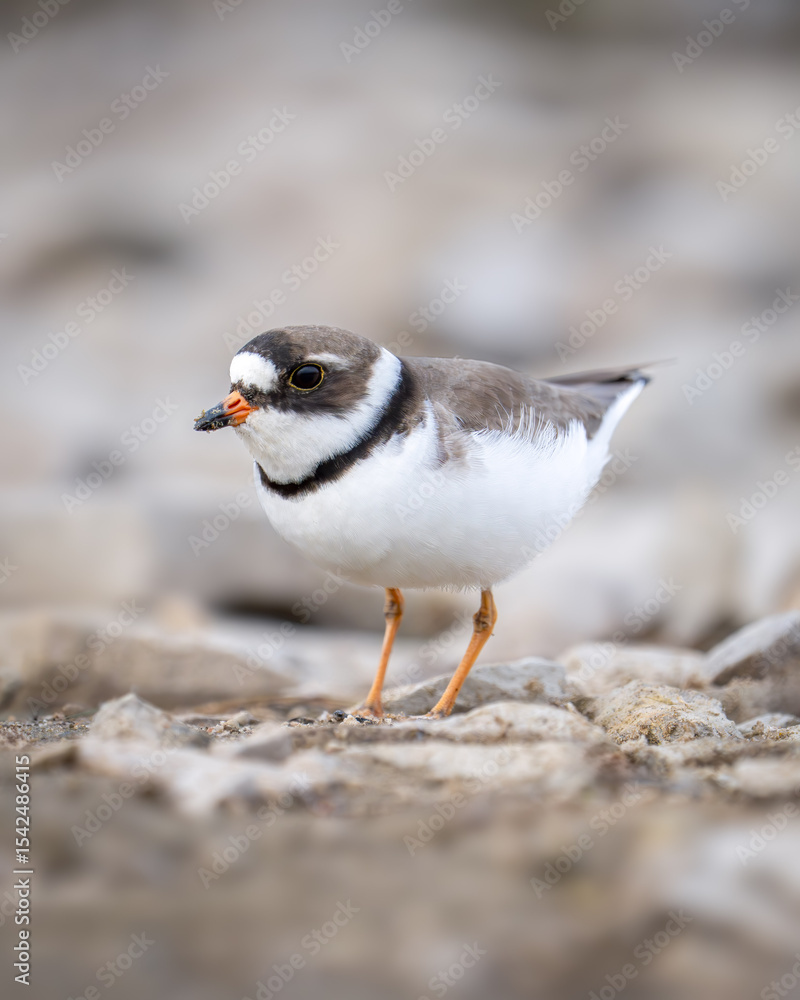 Obraz premium Semipalmated Plover