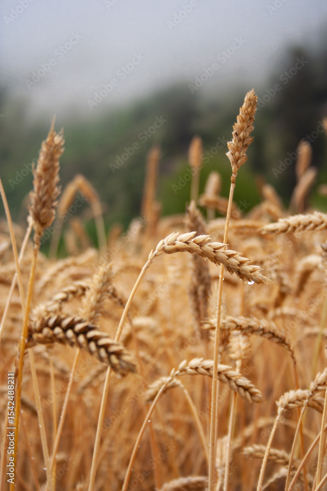 Fototapeta premium wheat field in the wind