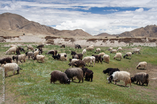 flock of sheep in the mountains