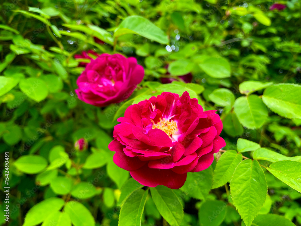 French Rose Flower 03 French Rose Flower 03