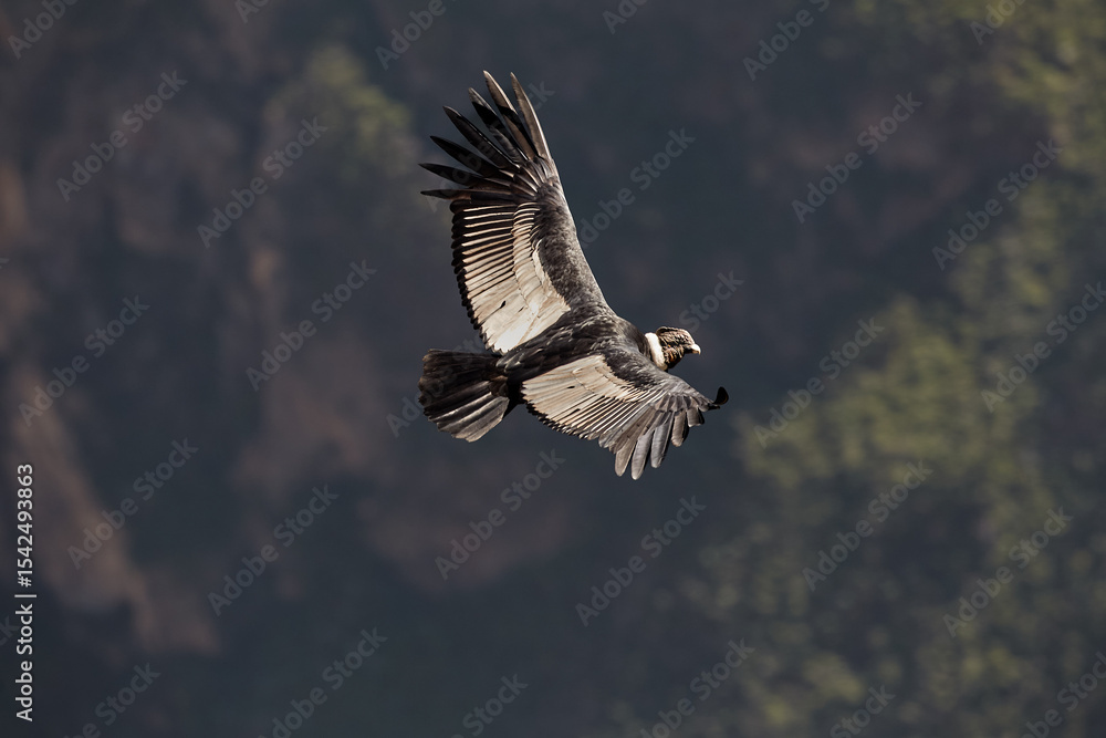 Obraz premium majestic Andean condor rides the thermals with ancient grace. A symbol of freedom and power, this sacred bird watches over one of the world’s deepest canyons,a true icon of Colca Peru.