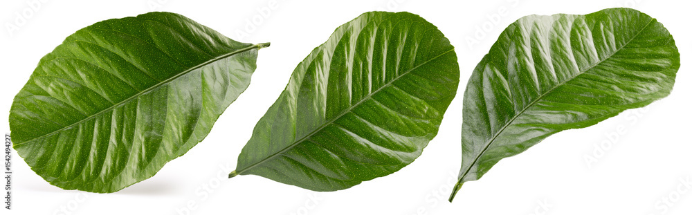 Obraz premium collection of single green leaves isolated on a white background