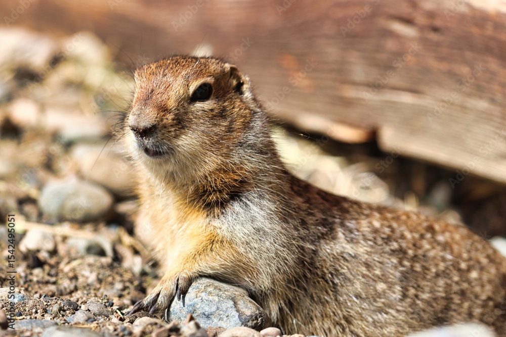Naklejka premium Yukon Territories, Canada