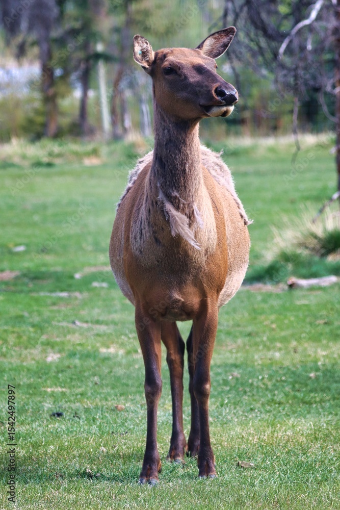 Fototapeta premium Yukon Territories, Canada