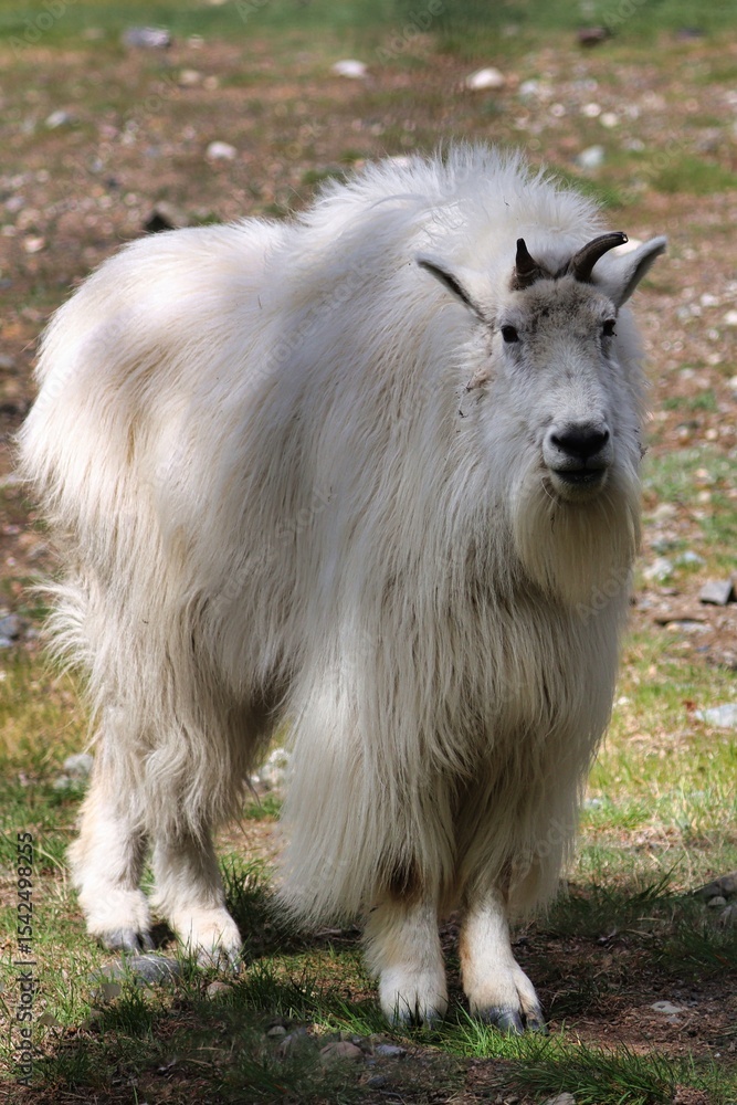 Obraz premium Yukon Territories, Canada