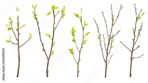 set of green tree twinge isolated on white background