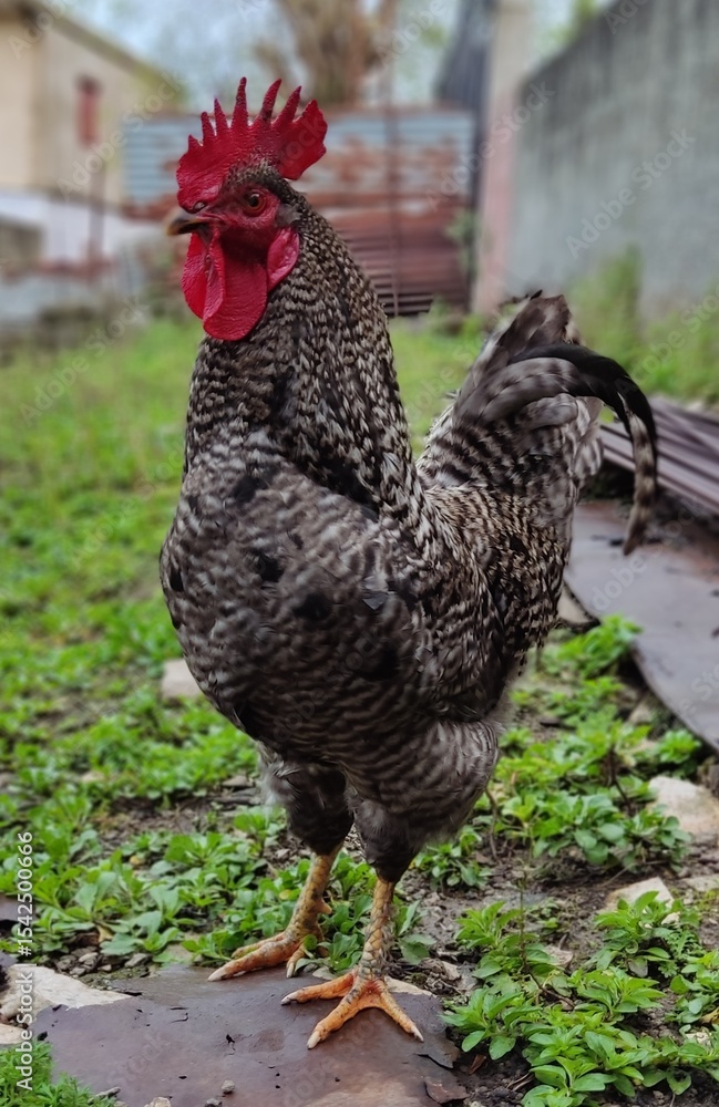 Fototapeta premium free range chicken in yard 
