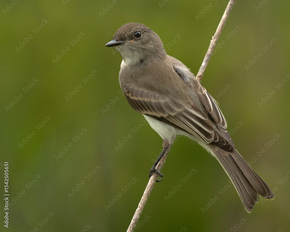 Fototapeta premium Eastern Phobe