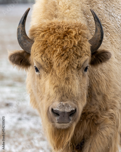white buffalo in the snow