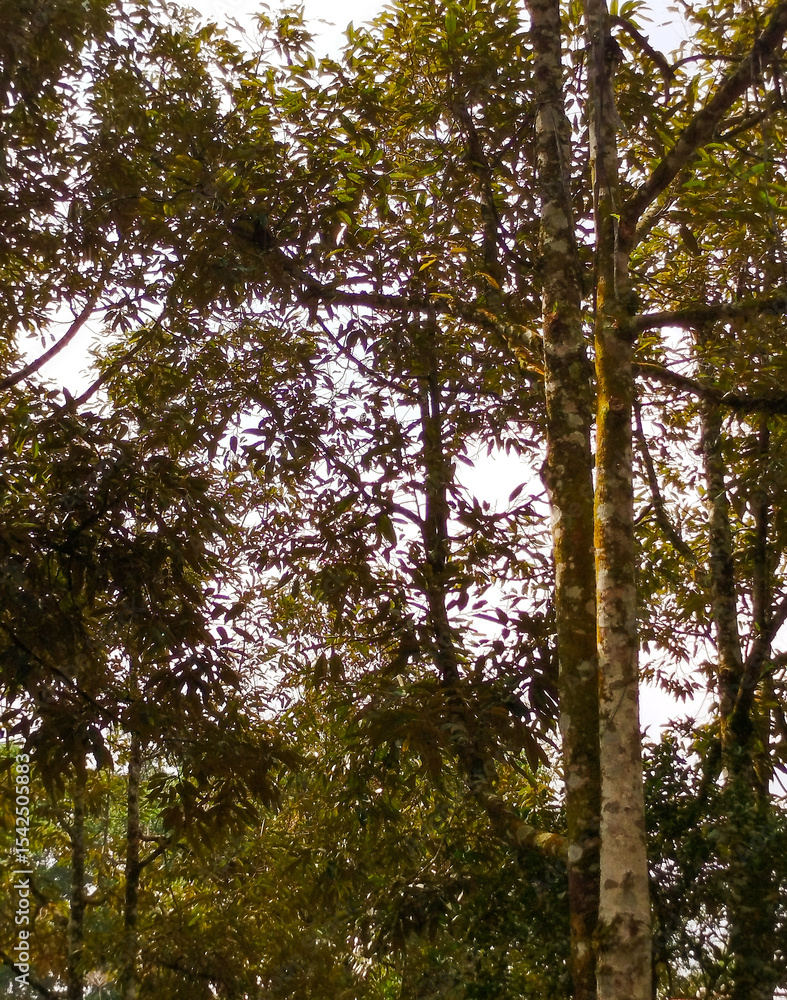 Fototapeta premium Tree grows tall (durian), grows naturally without plant medicine