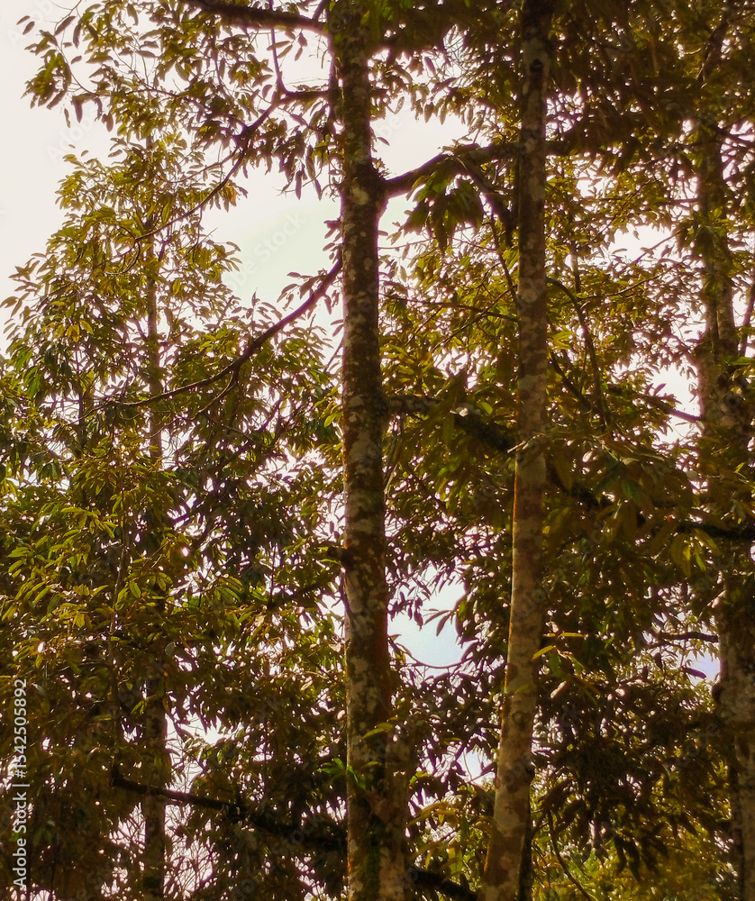 Fototapeta premium Tree grows tall (durian), grows naturally without plant medicine