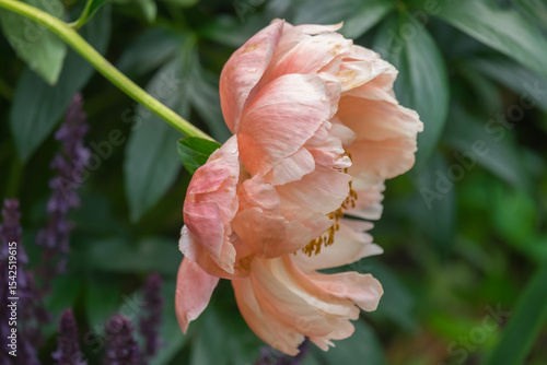 Pfingstrose (Paeonia)