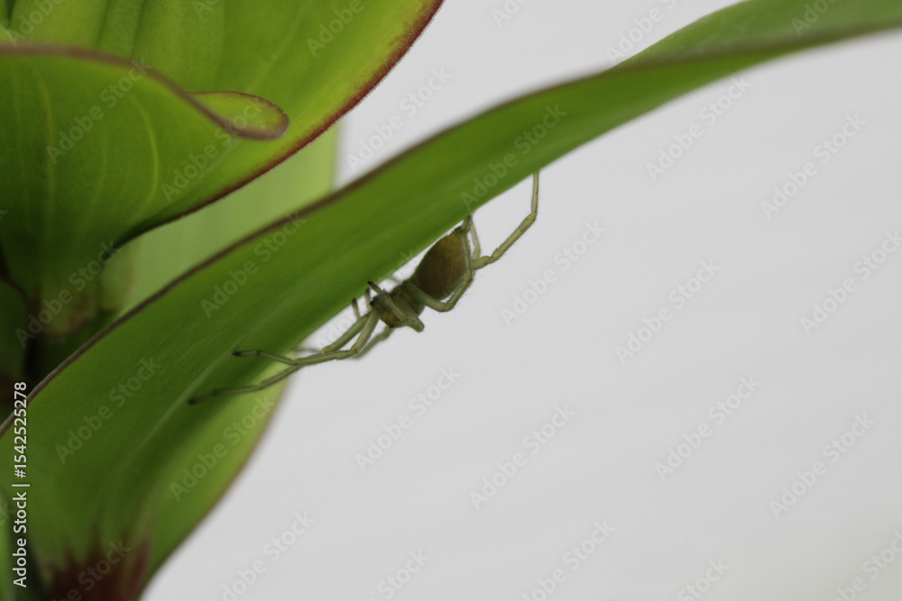 Obraz premium Spider Under Leaf 02