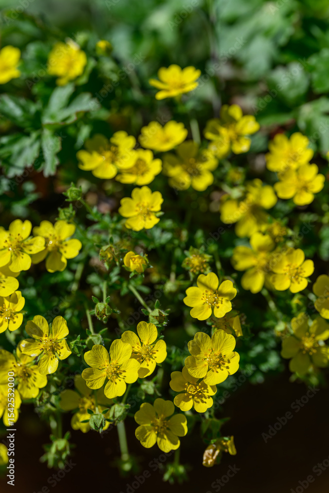 Obraz premium A close-up of beautiful yellow flowers of common tormentil outdoors in the garden. 