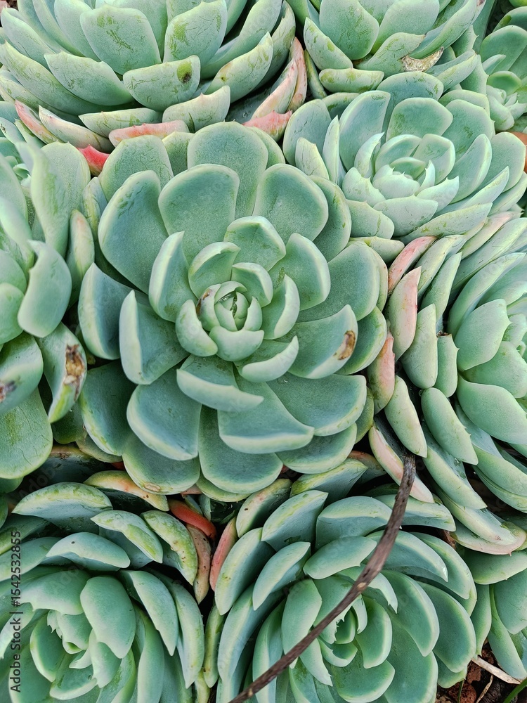 Obraz premium succulent plant background
