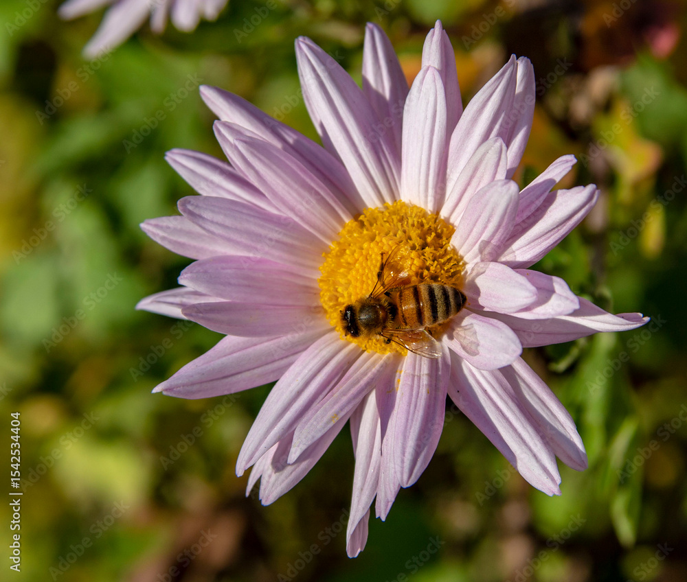 Obraz premium pink cosmos flower