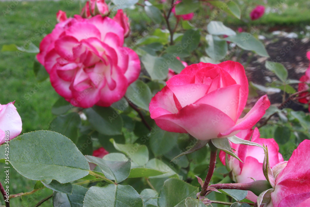 Nicole Rose Flower Pair 02 Nicole Rose Flower Pair 02