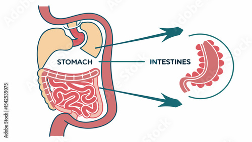 Understanding the Human Digestive System Stomach and Intestines