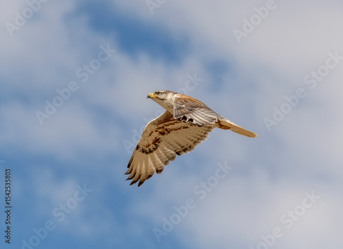 An adult Ferruginous hawk in-gFligh