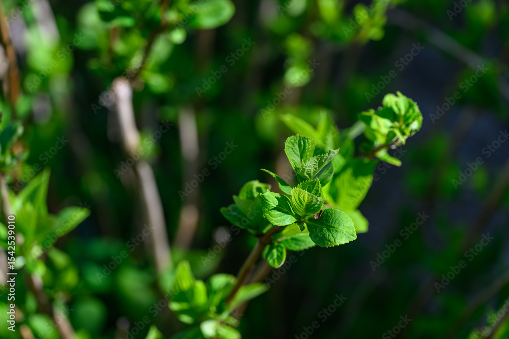 Fresh green new leaves on a hydrangea twig.
Fresh green new leaves on a hydrangea twig.