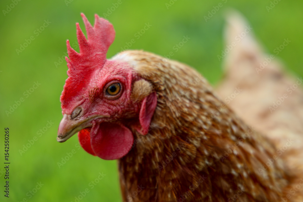 rooster on the farm rooster on the farm