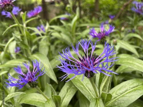 Close-up of knapweed flowers - Gros plan sur des fleurs de centaurée jacée