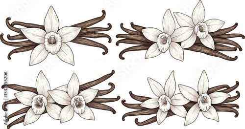 Vanilla Flower with Sticks. Vector hand drawn illustration of orchid Flower and pods on white isolated background. Set of outline drawings of spice for cooking or aroma oils. Black line art sketch. 