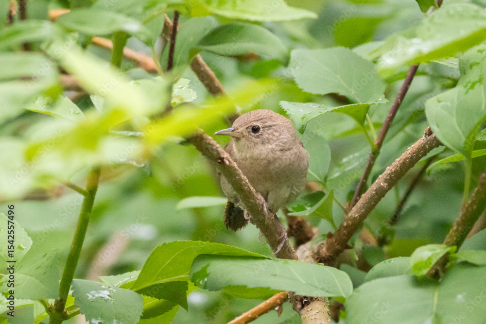 Fototapeta premium bird on a branch
