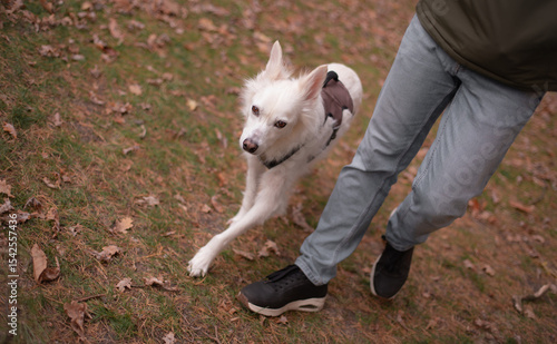 Man walking a white dog outdoors in autumn. The dog is stretching a front paw forward while wearing a harness. The man wears jeans, black sneakers, and a green jacket. Leaves cover the ground.