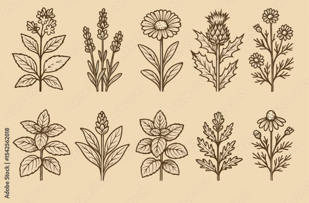 meditation healt and herbal flower meditation healt and herbal flower
