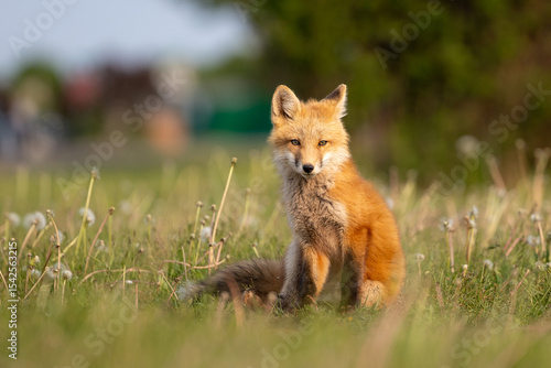 Photography red fox in the grass