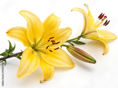yellow lily flower