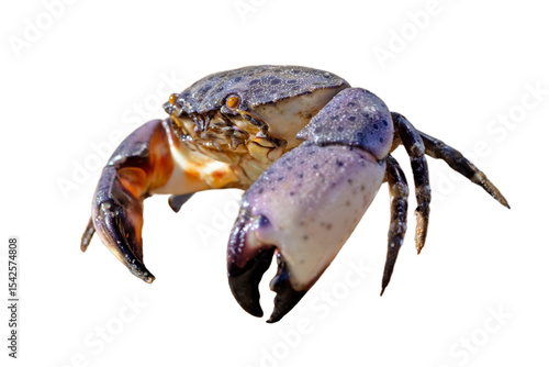 Florida stone crab (Menippe mercenaria) cropped out against a transparent background. Clipped from my original photo and isolated as a transparent PNG asset for your design projects.