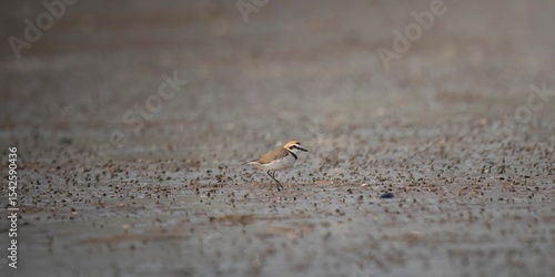 Quadro su tela a bird foraging on the mudflats