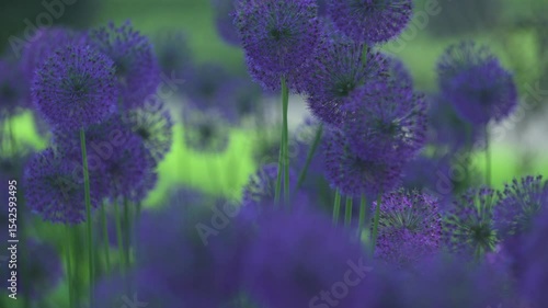 dutch onion