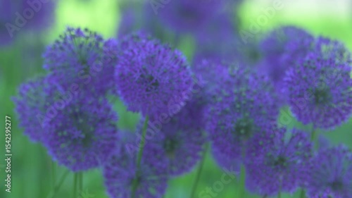 Dutch onion