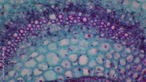 Microscopic View of Plant Stem Cross Section, Cellular Structure, Tissue Detail