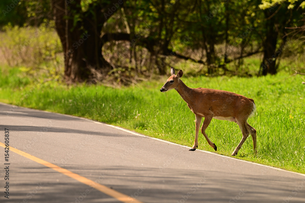 Fototapeta premium Road hazards deer crossing road