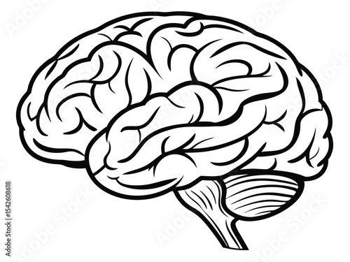 Illustrated anatomical depiction of a human brain showing cerebral cortex and cerebellum in black outlines.