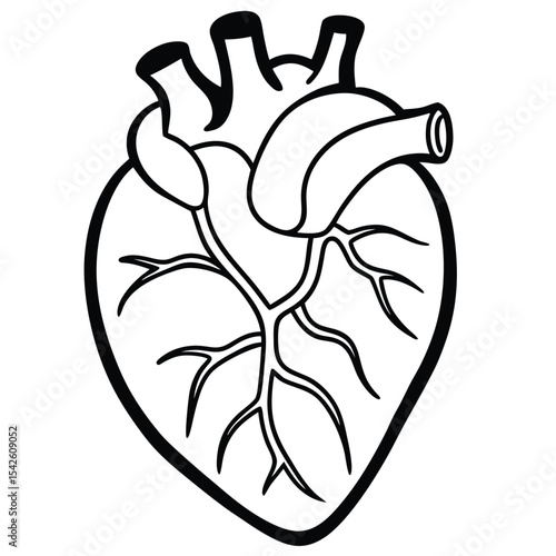 A detailed black and white anatomical illustration depicting the human heart’s structure. Heart, Anatomy, Human, Organ.