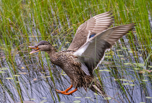 Fotografie Hen Mallard